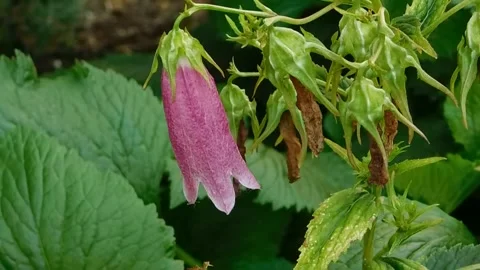 "Spring Flower Bloom Animation Stock Footage 307874357