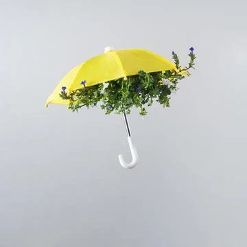 Spring flower bloom arranged inside yellow umbrella isolated on light gray Stock Photos