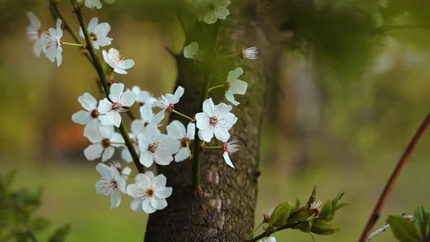 Spring flower bloom Stock Footage 128780989