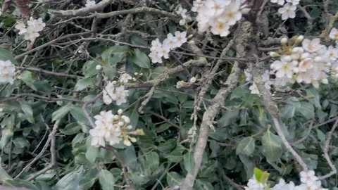 Spring flower bloom Stock-Footage 236900103