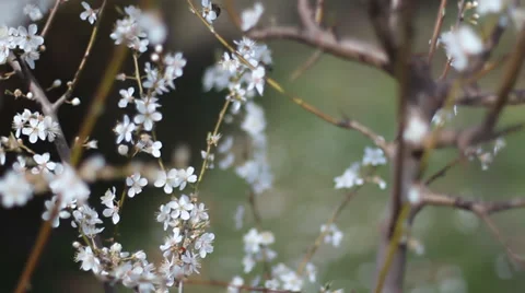 Spring flower blooming. Springtime foliage, backgrounds. Camera movement. Video stock 36194347