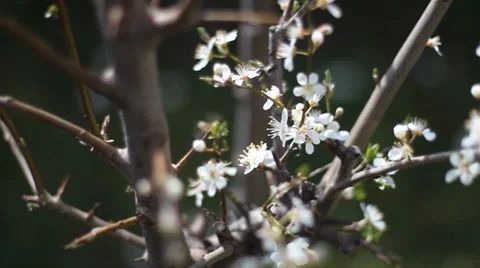 Spring flower blooming. Springtime foliage, backgrounds. Camera movement. 2 Stock Footage 36195008