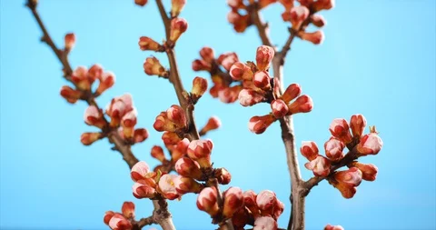 Spring flower blossoms moving timelapse. Apricot fruit flower growing blooming Video stock 127928502