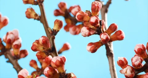 Spring flower blossoms moving timelapse. Apricot fruit flower growing blooming Stock Footage 127931098