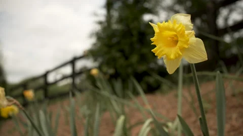 Spring Flower Blows in the Wind Stock Footage 183575466