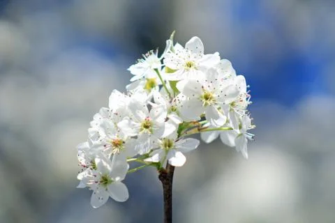 Spring Flower Bokeh Stock Photos