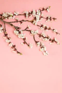 Spring flower branches pattern pastel pink background. Flat lay Foto stock