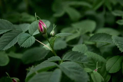 Spring flower bud for background Stock Photos