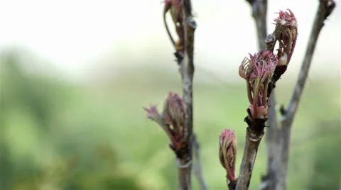 Spring flower bud ,beautiful spring flowers Stock Footage 23690978