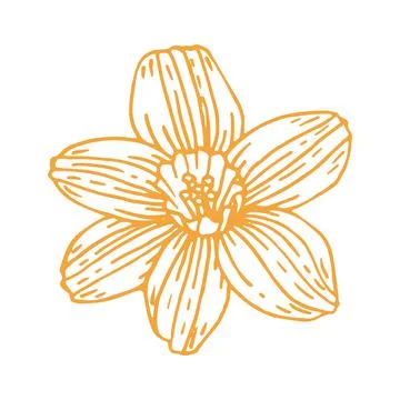 Spring flower bud daffodil line art. Hand drawn vector illustration. Botanica Stock Illustration