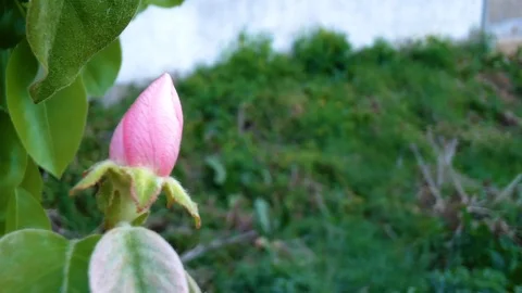 Spring Flower Bud Opening in Natural Environment Video stock 106024722