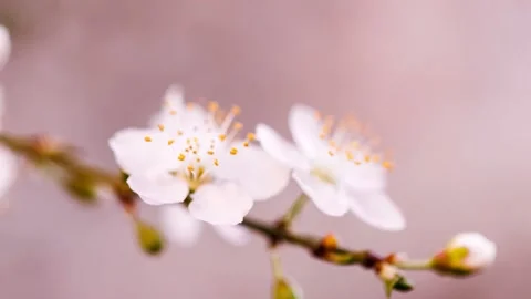 Spring flower. Cherry blossom tree with blue sky Stock Footage 151025049