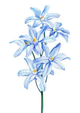 Spring flower, Close up light blue Hyacinth isolated. Watercolor Botanical Stock Illustration