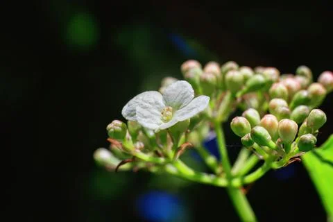 Spring flower close-up. macro with blurred background Stock Photos