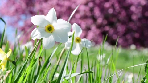 Spring flower close selective focus Stock Footage 259434915