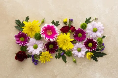 Spring flower composition on pink background made from fresh Chrysanthemum. Foto stock