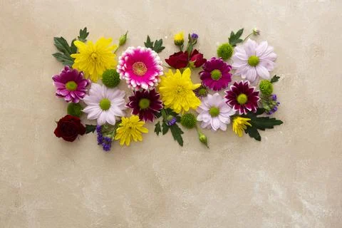 Spring flower composition on pink background made from fresh Chrysanthemum. Stock Photos