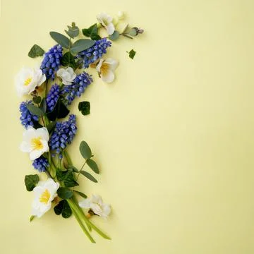 Spring flower composition square background. Fresh muscari and wild flowers o Stock Photos