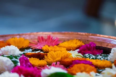 Spring flower in a container. The containter is usually filled with water, an Stock Photos