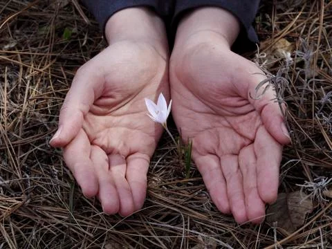 A spring flower is covered by human hands Stock Photos