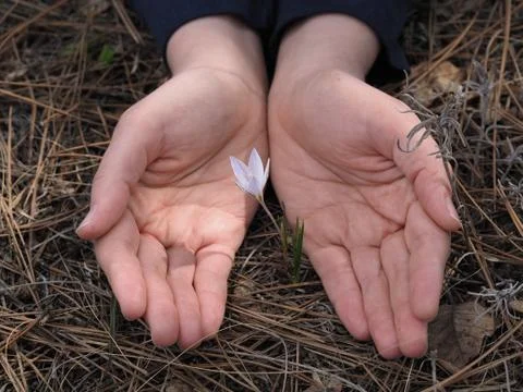 A spring flower is covered by human hands Stock Photos