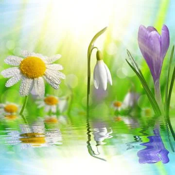 Spring flower Crocus, Daisy and Snowdrop Stock Photos