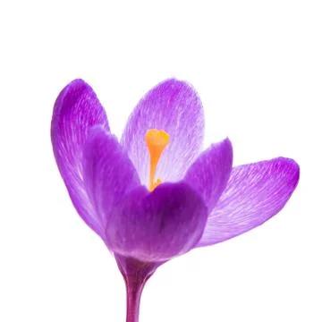 Spring flower crocus isolated. Stock Photos