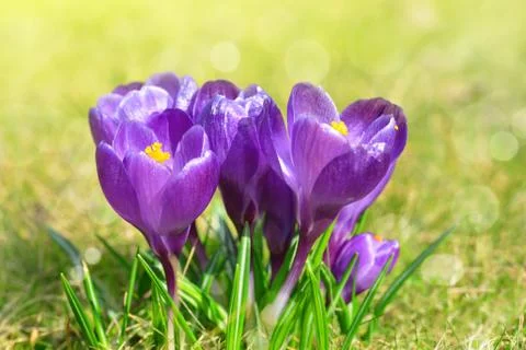 Spring flower Crocus Stock Photos