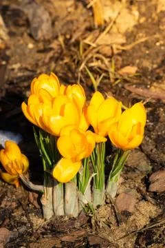 Spring flower Crocus Stock Photos