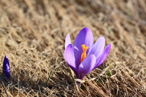 Spring flower crocus Stock Photos