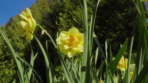 Spring flower daffodil Stock Footage 153949939