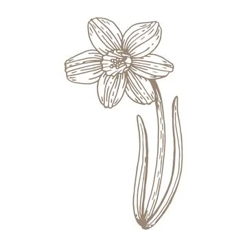 Spring flower daffodil line art. Hand drawn vector illustration. Botanical gr Stock Illustration
