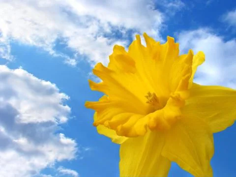 Spring flower - daffodil Stock Photos
