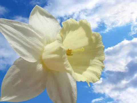 Spring flower - daffodil Stock Photos