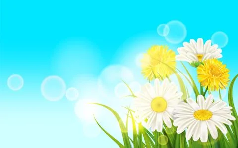 Spring flower daisy juicy, chamomiles yellow dandelions green grass background Stock Illustration