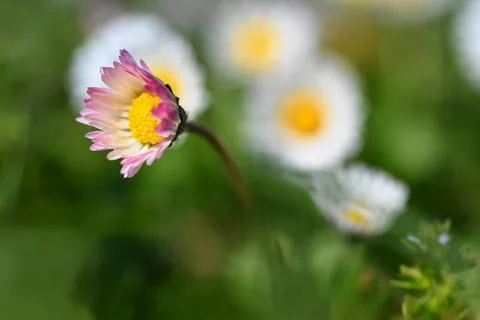 Spring flower - daisy. Macro shot of spring nature up close. Stock Photos