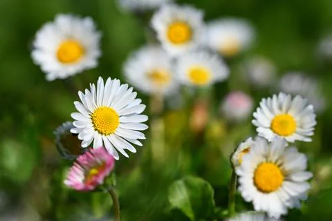 Spring flower - daisy. Macro shot of spring nature up close. 스톡 사진