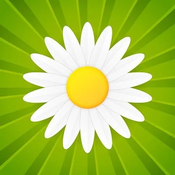 Spring flower daisy vector icon Illustrazione stock