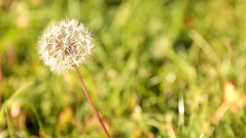 Spring flower dandelion Stock Footage 141353261