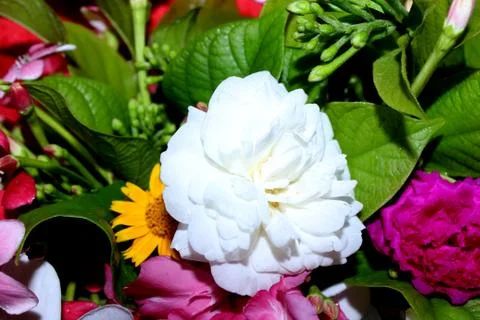 Spring flower decorative background Stock Photos