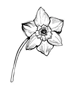 Spring flower delicate daffodil isolated on white in full bloom. Stock Illustration