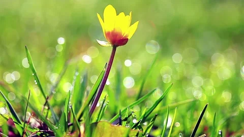 Spring flower with dew drops. blurred background Stock Footage 219317972