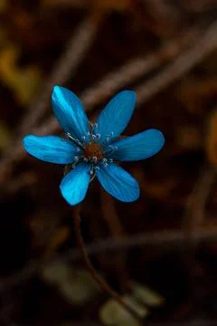 Spring flower with dew drops in the sun, blue anemones, forest flower Stock Photos