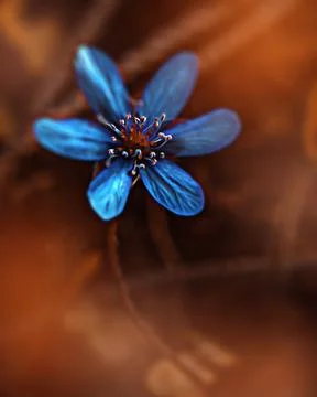 Spring flower with dew drops in the sun, blue anemones, forest flower Stock Photos