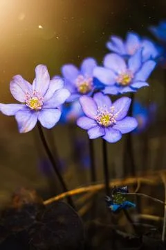 Spring flower with dew drops in the sun, blue anemones, forest flowers Stock Photos