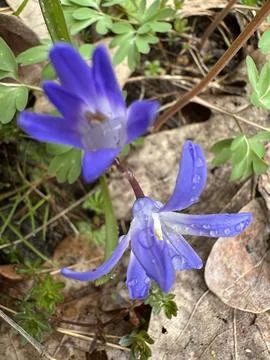 Spring Flower with Dew in Forest Ground Close-Up Stock-Fotos