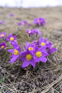 Spring flower dream-grass purple, close-up Foto stock