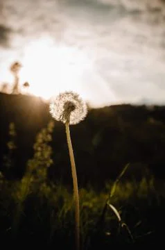 Spring flower with evening sun Stock Photos