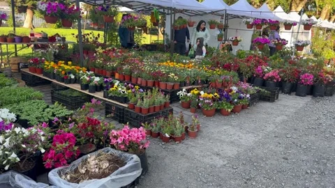 Spring flower fair in the city of Temuco, Chile. Stock Footage 319955593