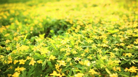 Spring flower field Stockbeeldmateriaal 50400013